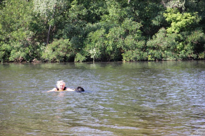 Фото: ньюфаундленд On Aroll Midnight Bear