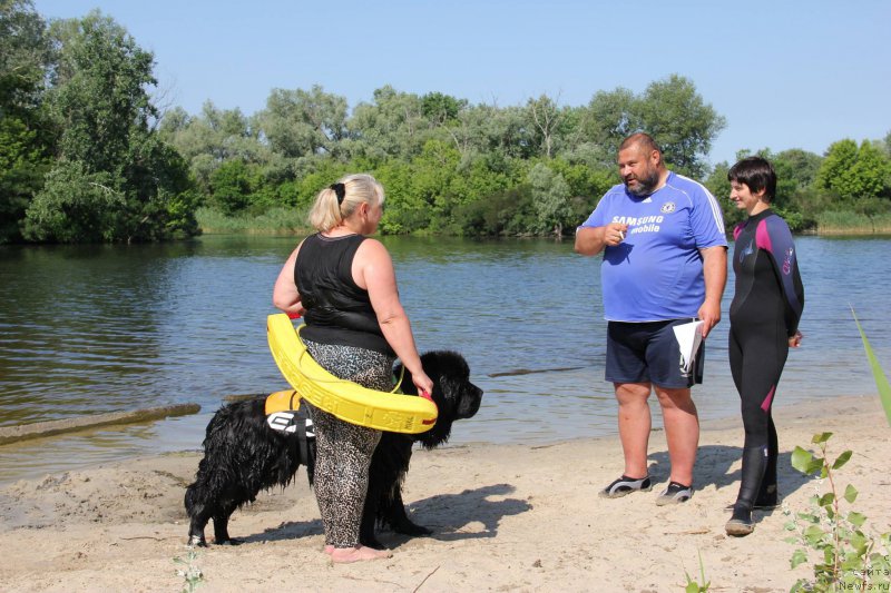 Фото: ньюфаундленд On Aroll Midnight Bear