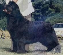 Фото: ньюфаундленд Muddy Creeks Sun Valley Tessa