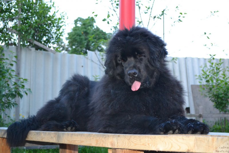 Фото: ньюфаундленд Talisman Morya Mishel' (Талисман Моря Мишель)