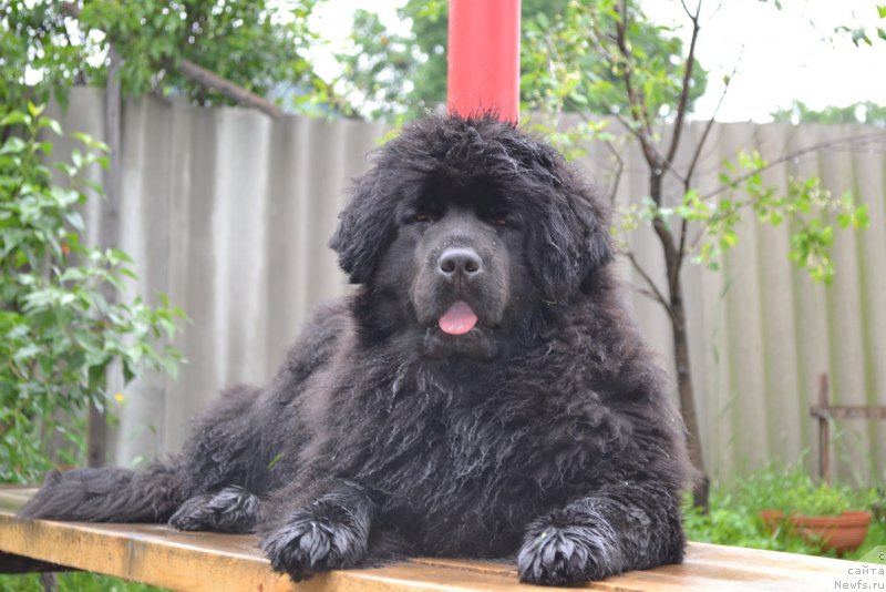 Фото: ньюфаундленд Talisman Morya Mishel' (Талисман Моря Мишель)