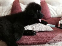 Фото: ньюфаундленд Vasilisa Prekrasnaya (Василиса Прекрасная)