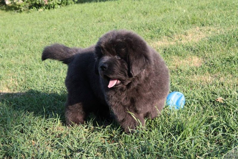 Фото: ANGEL KHRANITEL DREAM GREY