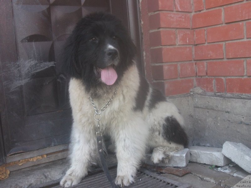 Фото: ньюфаундленд Alatau ot Karel'skih Medvedey (Алатау от Карельских Медведей), ньюфаундленд Alatau ot Karel'skih Medvedey (Алатау от Карельских Медведей)