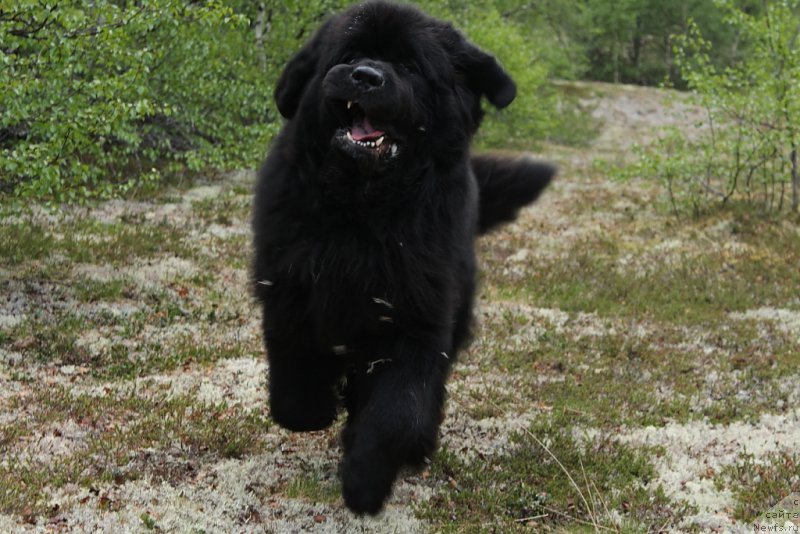 Фото: ньюфаундленд Beguschaya po Volnam Zero Kool (Бегущая по Волнам Зеро Коол)