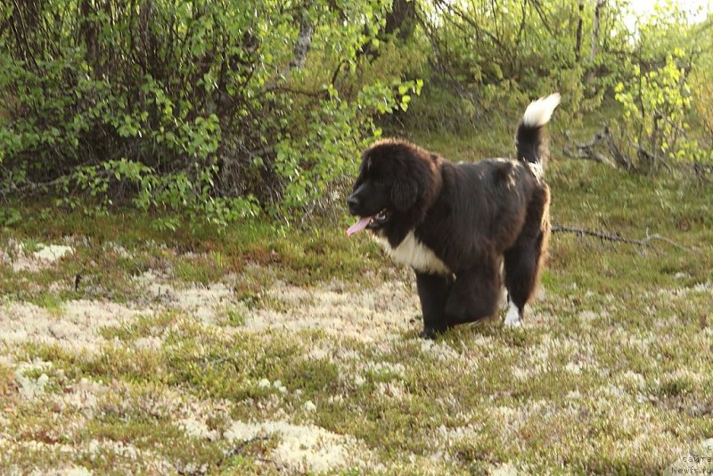 Фото: ньюфаундленд Linda Eva (Линда Ева)