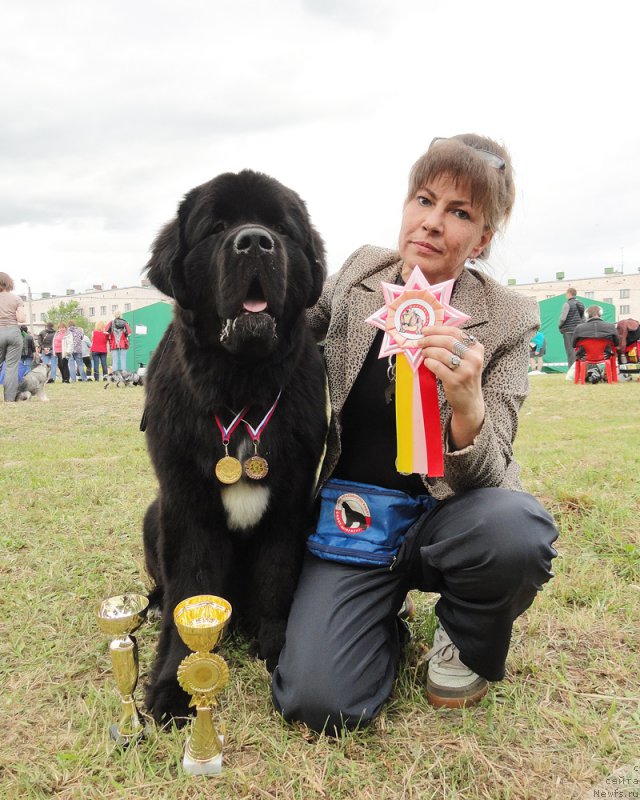 Фото: ньюфаундленд Beguschaya po Volnam Сhart Topper (Бегущая по Волнам Чарт Топпер), YUliana Nikiforova (Юлиана Никифорова)