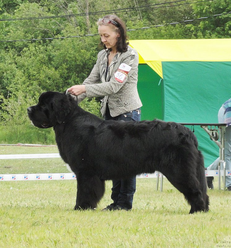 Фото: ньюфаундленд Beguschaya po Volnam Сhart Topper (Бегущая по Волнам Чарт Топпер)