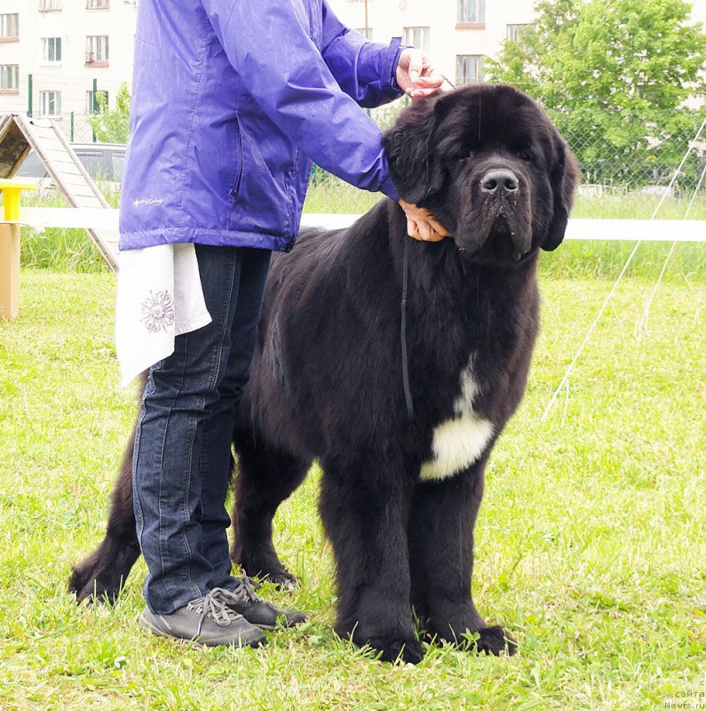 Фото: ньюфаундленд Beguschaya po Volnam Сhart Topper (Бегущая по Волнам Чарт Топпер)