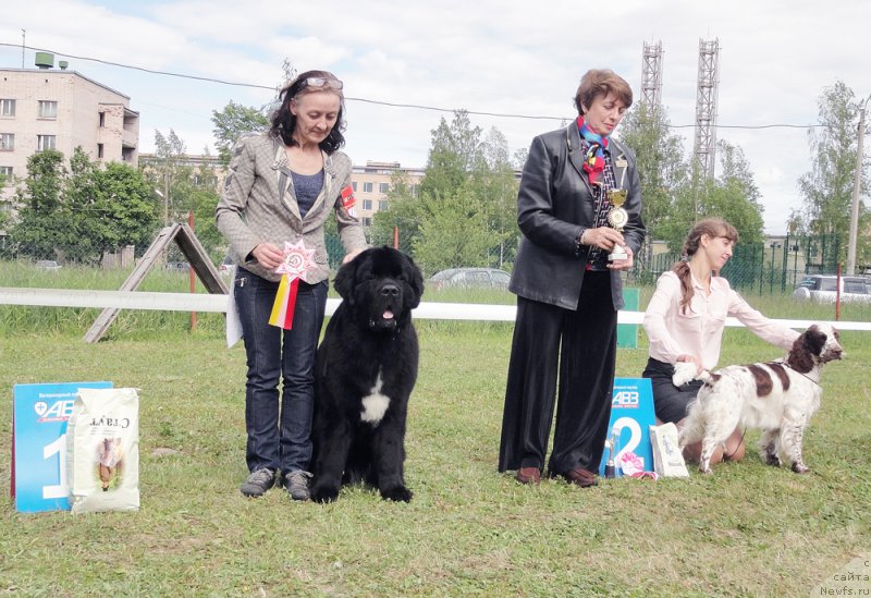 Фото: ньюфаундленд Beguschaya po Volnam Сhart Topper (Бегущая по Волнам Чарт Топпер)