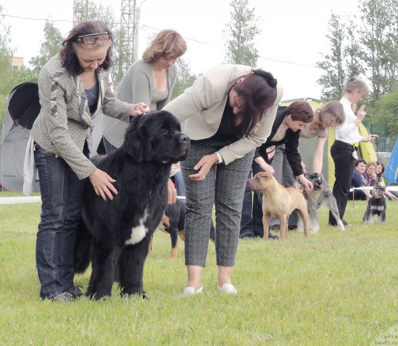 Фото: ньюфаундленд Beguschaya po Volnam Сhart Topper (Бегущая по Волнам Чарт Топпер)