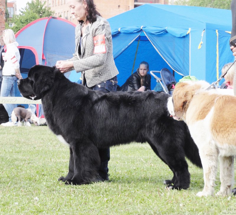 Фото: ньюфаундленд Beguschaya po Volnam Сhart Topper (Бегущая по Волнам Чарт Топпер)