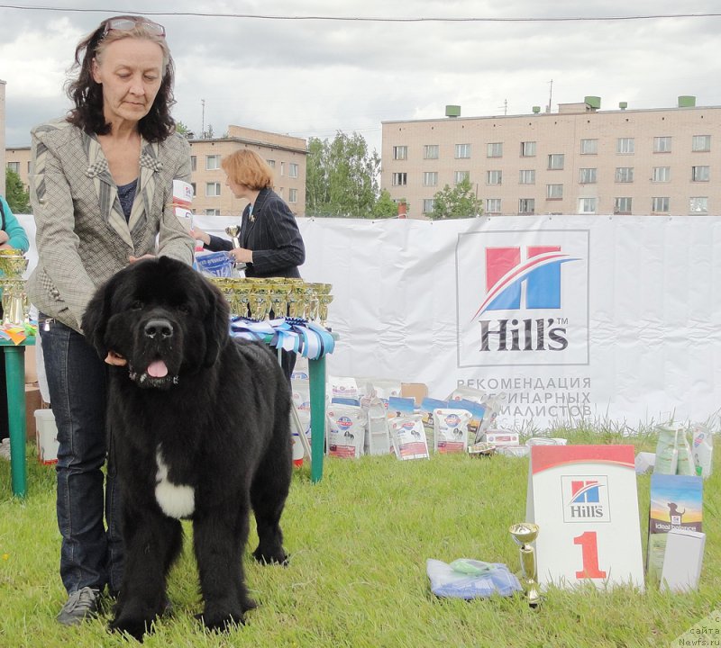 Фото: ньюфаундленд Beguschaya po Volnam Сhart Topper (Бегущая по Волнам Чарт Топпер)