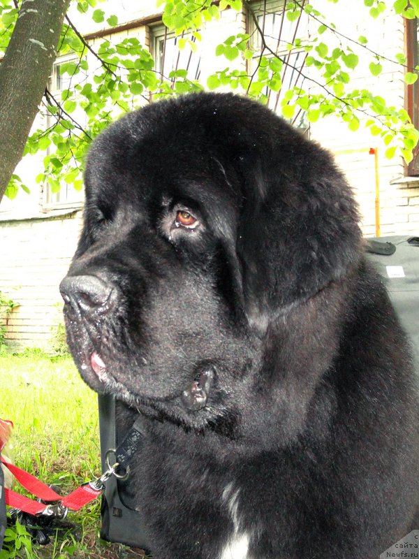 Фото: ньюфаундленд Beguschaya po Volnam Сhart Topper (Бегущая по Волнам Чарт Топпер)