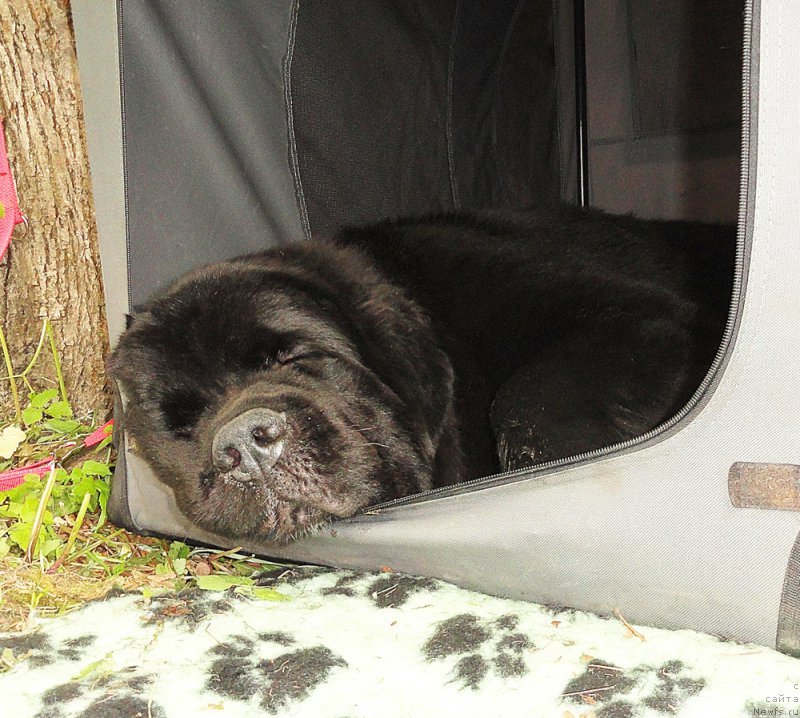 Фото: ньюфаундленд Beguschaya po Volnam Сhart Topper (Бегущая по Волнам Чарт Топпер)