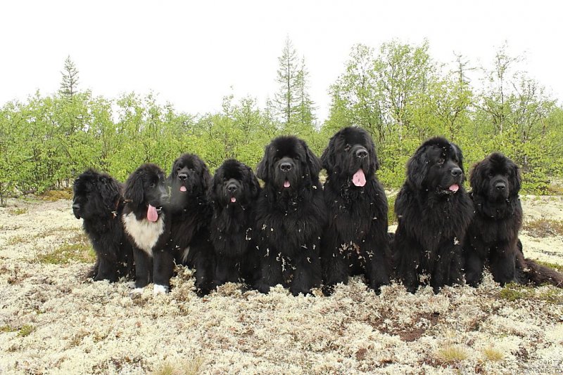Фото: ньюфаундленд Fortuna of Giant's Island, ньюфаундленд Linda Eva (Линда Ева), ньюфаундленд Neretum Tribe Xagrid, ньюфаундленд YAntarnaya Mechta (Янтарная Мечта), ньюфаундленд Beguschaya po Volnam Zero Kool (Бегущая по Волнам Зеро Коол), ньюфаундленд King of Helluland You Shock Me, ньюфаундленд Gloriya Grand Blek (Глория Гранд Блек), ньюфаундленд Anabelle Kvin of zye Mountayns (Анабелле Квин оф зэ Моунтайнс)