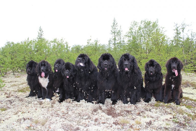 Фото: ньюфаундленд Fortuna of Giant's Island, ньюфаундленд Linda Eva (Линда Ева), ньюфаундленд Neretum Tribe Xagrid, ньюфаундленд YAntarnaya Mechta (Янтарная Мечта), ньюфаундленд Beguschaya po Volnam Zero Kool (Бегущая по Волнам Зеро Коол), ньюфаундленд King of Helluland You Shock Me, ньюфаундленд Gloriya Grand Blek (Глория Гранд Блек), ньюфаундленд Anabelle Kvin of zye Mountayns (Анабелле Квин оф зэ Моунтайнс), ньюфаундленд Ledi Fortuna (Леди Фортуна)