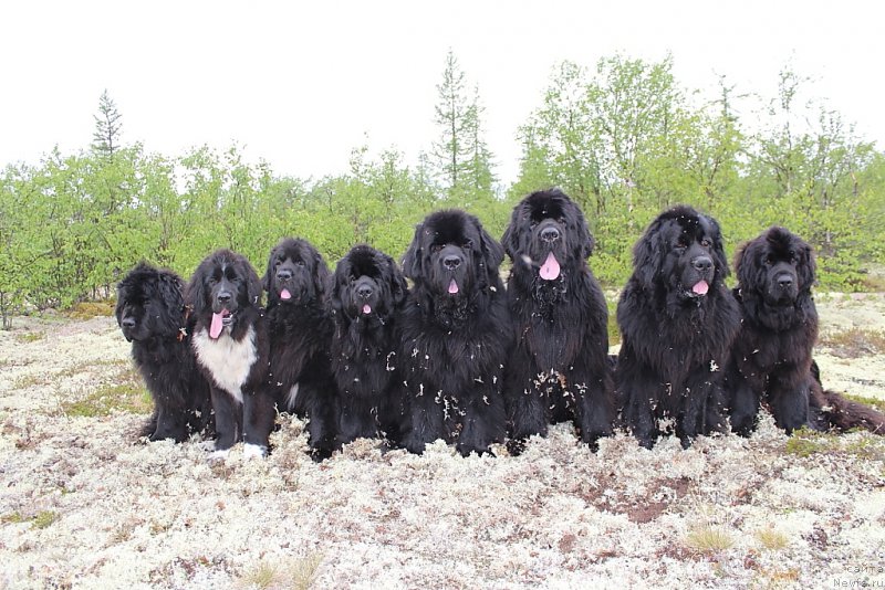 Фото: ньюфаундленд Fortuna of Giant's Island, ньюфаундленд Linda Eva (Линда Ева), ньюфаундленд Neretum Tribe Xagrid, ньюфаундленд YAntarnaya Mechta (Янтарная Мечта), ньюфаундленд Beguschaya po Volnam Zero Kool (Бегущая по Волнам Зеро Коол), ньюфаундленд King of Helluland You Shock Me, ньюфаундленд Gloriya Grand Blek (Глория Гранд Блек), ньюфаундленд Anabelle Kvin of zye Mountayns (Анабелле Квин оф зэ Моунтайнс)