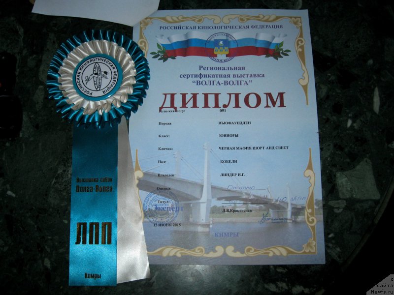 Фото: ньюфаундленд Chernaya Mafia Short and Sweet (Черная Мафия Шорт анд Свеет)