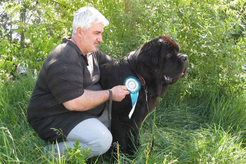 Фото: ньюфаундленд Chernaya Mafia Short and Sweet (Черная Мафия Шорт анд Свеет)