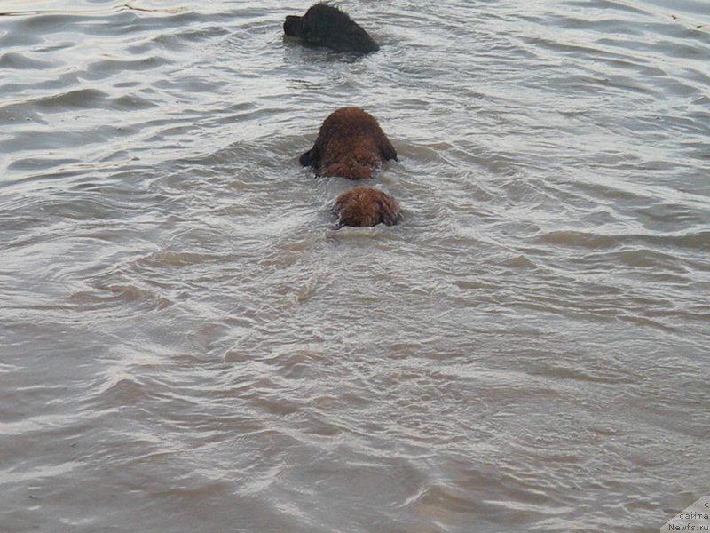 Фото: ньюфаундленд Vashe Blagorodie s Berega Dona (Ваше Благородие с Берега Дона), ньюфаундленд Anabel