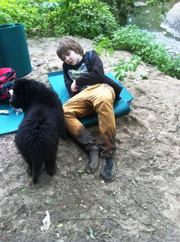 Фото: ньюфаундленд CHernyiy Balu Evsey (Черный Балу Евсей)