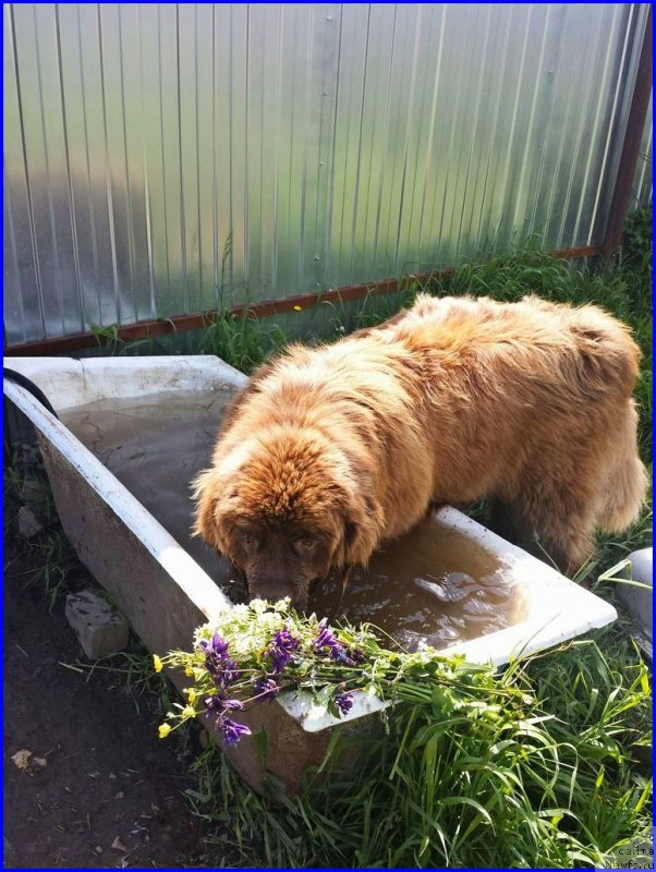 Фото: ньюфаундленд Brownblood MSK Hakim Gold Haydar (Браунблад МСК Хаким Голд Хайдар)
