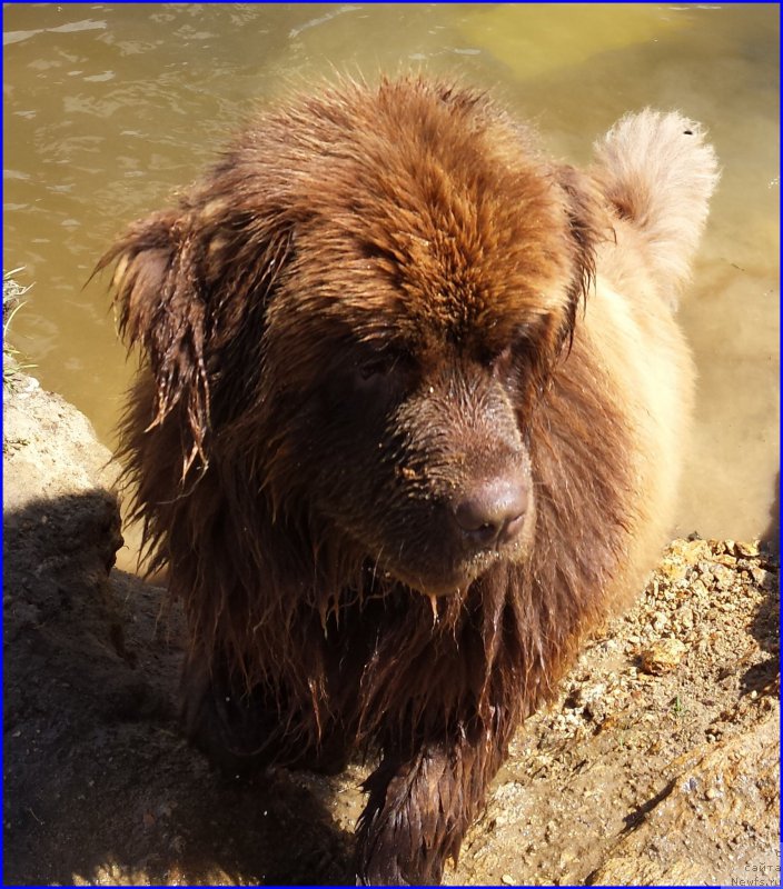 Фото: ньюфаундленд Brownblood MSK Hakim Gold Haydar (Браунблад МСК Хаким Голд Хайдар)