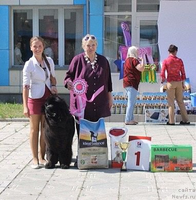 Фото: ньюфаундленд Malinoviy Tsvetok Mayolika (Малиновый Цветок Майолика)