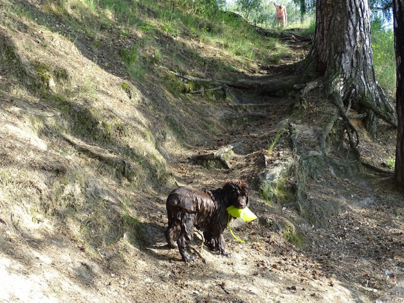 Фото: ньюфаундленд N'yufort Vivian (Ньюфорт Вивиан)