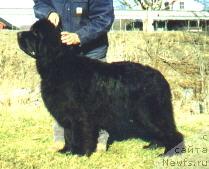 Фото: ньюфаундленд Muddy Creeks Sun Valley Best Man