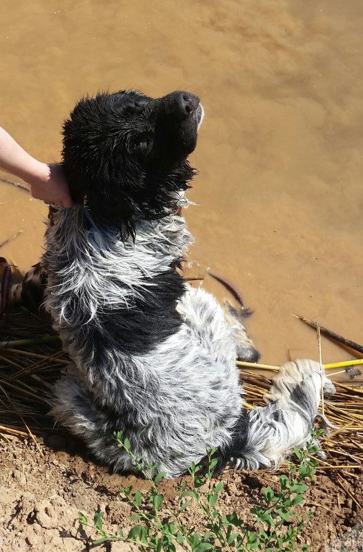 Фото: ньюфаундленд Skazochnaya Kroha SHampan' (Сказочная Кроха Шампань)