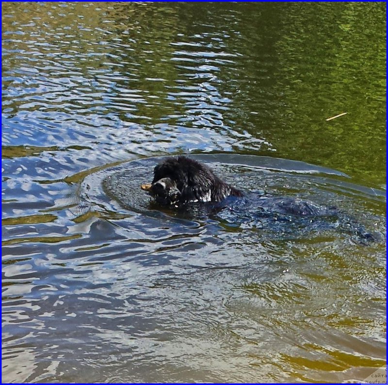 Фото: ньюфаундленд N'yufort Lapochka Dochka (Ньюфорт Лапочка Дочка)