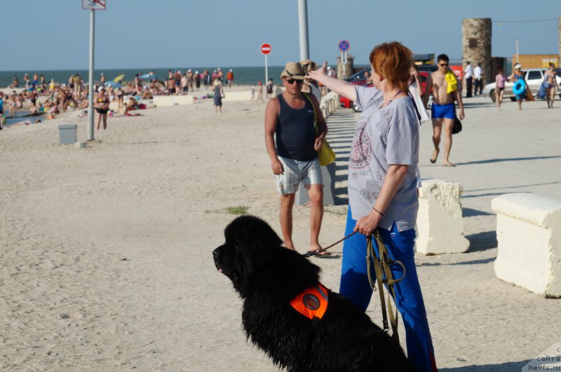 Фото: ньюфаундленд Charuyuschiy Chezario (Чарующий Чезарио), Elena Kirpa (Елена Кирпа)