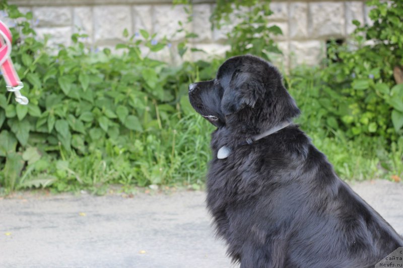 Фото: ньюфаундленд Piternyuf Ideas For Life (Питерньюф Идеас Фор Лифе)