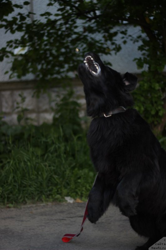 Фото: ньюфаундленд Piternyuf Ideas For Life (Питерньюф Идеас Фор Лифе)