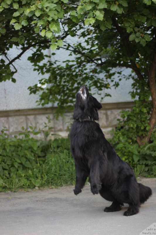 Фото: ньюфаундленд Piternyuf Ideas For Life (Питерньюф Идеас Фор Лифе)