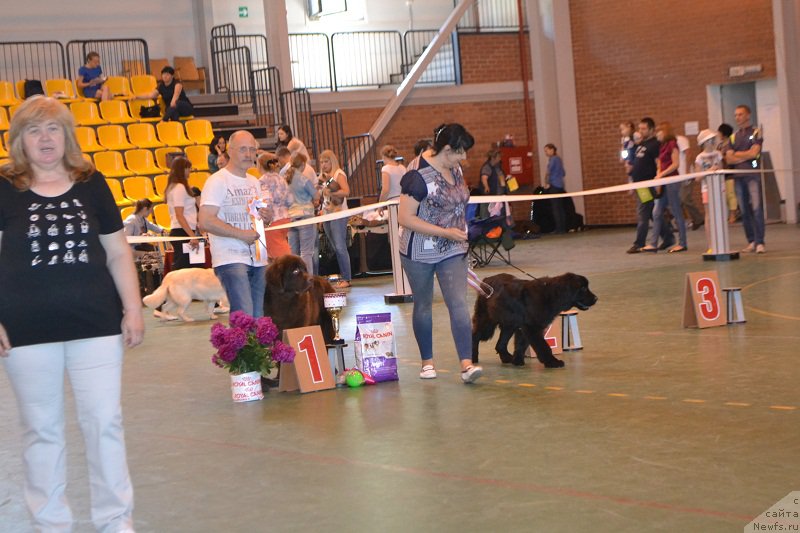Фото: ньюфаундленд Vereskovyj Mjod s Berega Dona (Вересковый Мёд с Берега Дона)