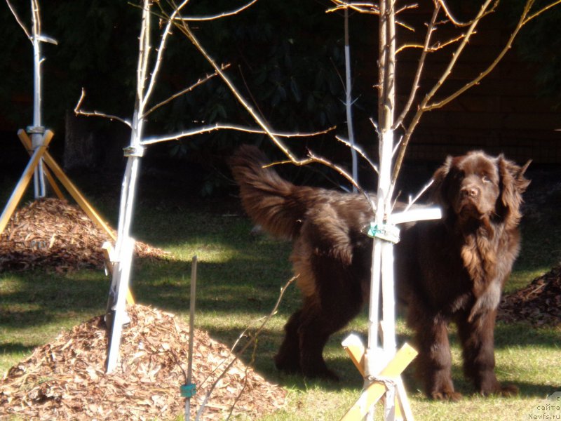 Фото: ньюфаундленд Shokoladnaya Princessa Baltiyskogo Morya (Шоколадная Принцесса Балтийского Моря)