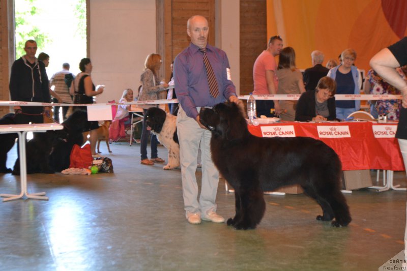 Фото: ньюфаундленд Nazar Vyatskiy Medved (Назар Вятский Медведь)