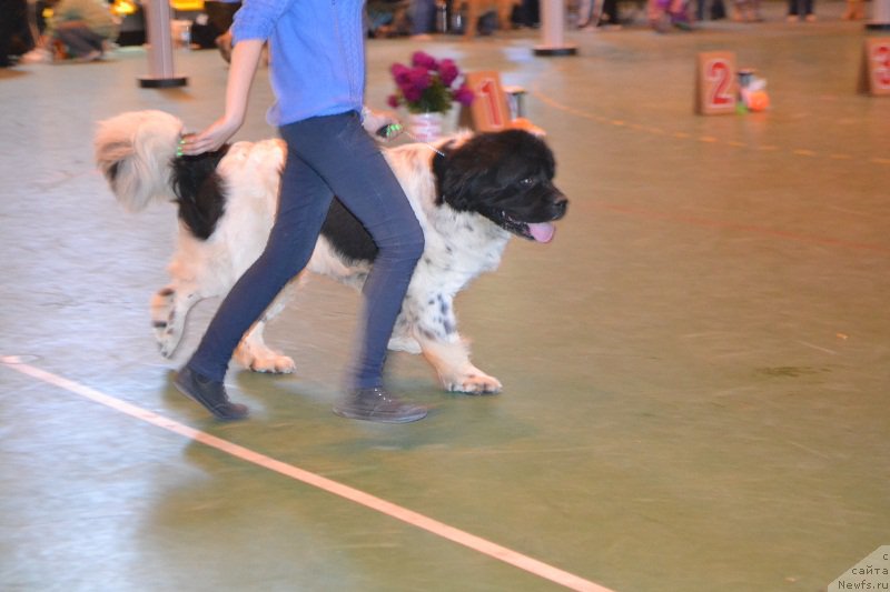 Фотография № 184236