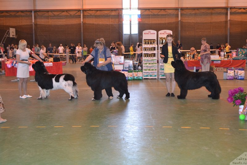 Фото: ньюфаундленд Plushevaya Panda Ferrero Rond Noir (Плюшевая Панда Ферреро Ронд Нуар), ньюфаундленд Promise To Love Midnight Bear (Promise To Love Midnight Bear)