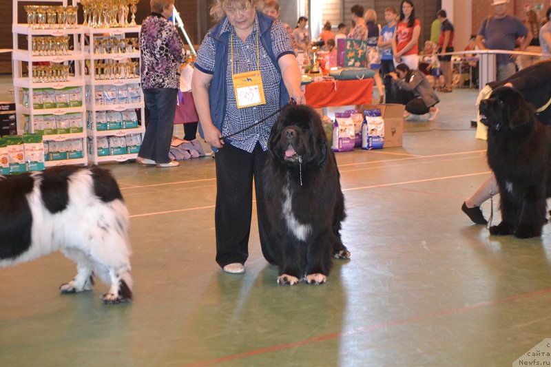 Фото: ньюфаундленд Promise To Love Midnight Bear (Promise To Love Midnight Bear)