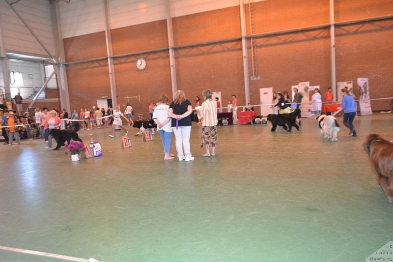 Фото: ньюфаундленд Dar Svezy Stands to Reason (Дар Свезы Стэндс Ту Реасон), ньюфаундленд Keeper Soul Nice Guy (Кипер Соул Найс Гай), ньюфаундленд Keeper Soul Nou Daut Best (Кипер Соул Ноу Даут Бэст), ньюфаундленд Aquatoriya Kelvin Reds Begin and Win (Акватория Келвин Редс Бегин энд Вин)