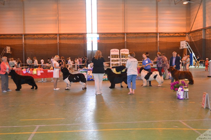 Фото: ньюфаундленд Keeper Soul Nice Guy (Кипер Соул Найс Гай), ньюфаундленд Keeper Soul Nou Daut Best (Кипер Соул Ноу Даут Бэст), SANDBEARS FRANKO., ньюфаундленд Aquatoriya Kelvin Reds Begin and Win (Акватория Келвин Редс Бегин энд Вин), ньюфаундленд Dar Svezy Stands to Reason (Дар Свезы Стэндс Ту Реасон)