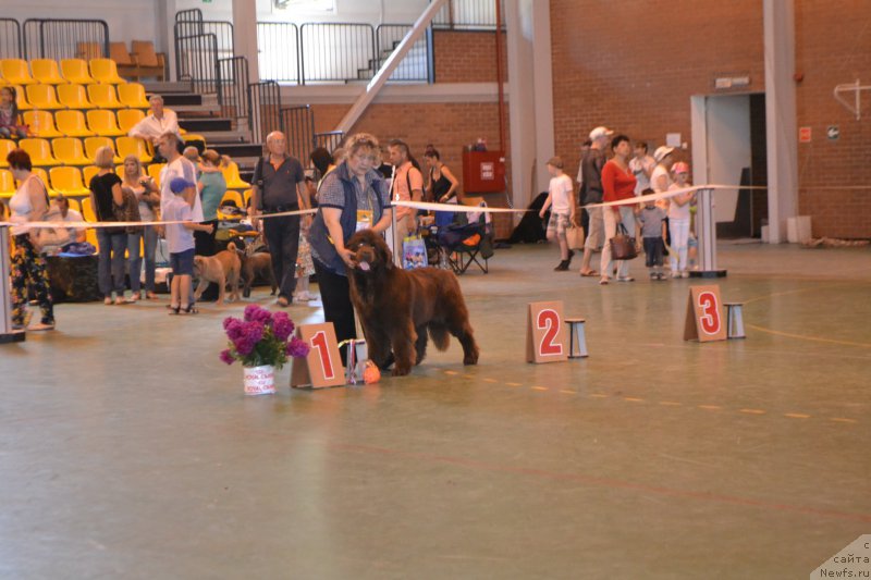 Фото: ньюфаундленд N'yufort YUnika (Ньюфорт Юника)