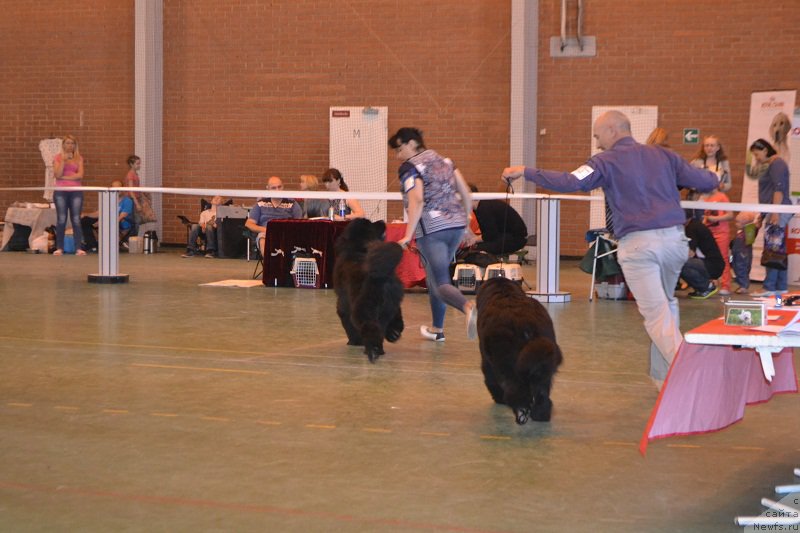 Фото: ньюфаундленд Zvezdnij Dar Afrodita (Звездный Дар Афродита), ньюфаундленд Skarlet O'Hara (Скарлет О'Хара)