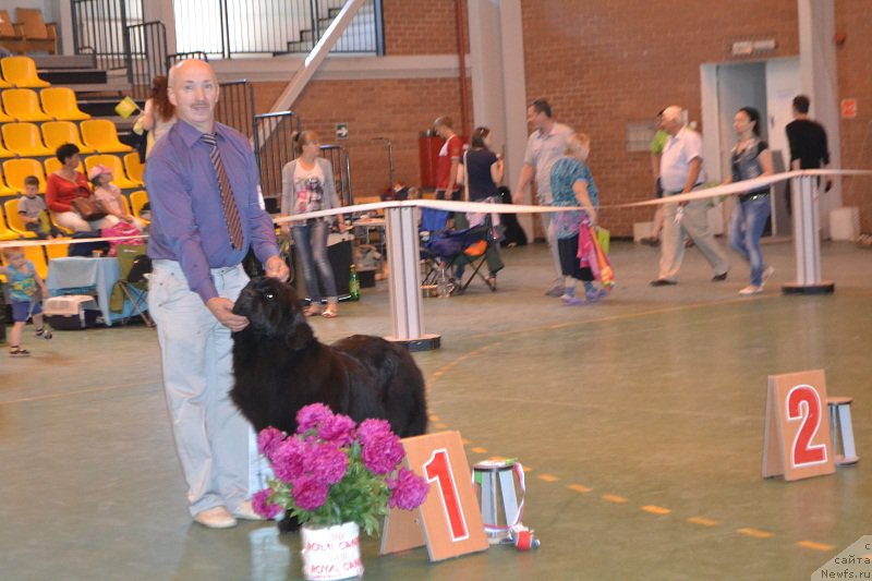 Фото: ньюфаундленд Skarlet O'Hara (Скарлет О'Хара)