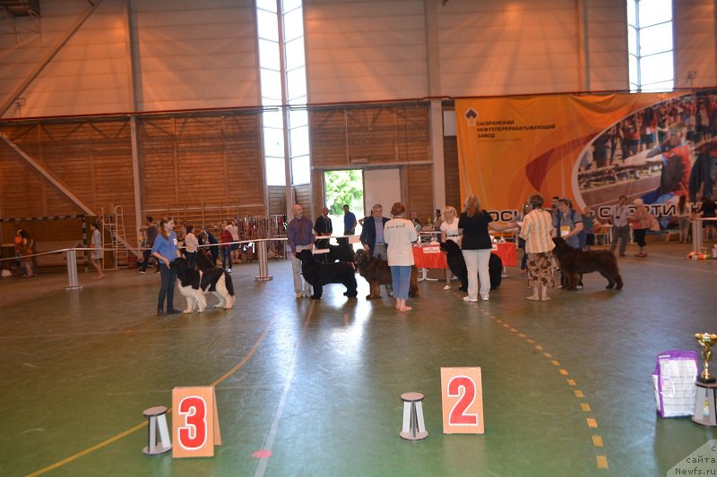 Фото: ньюфаундленд N'yufort YUnika (Ньюфорт Юника), ньюфаундленд N'yufort Carica Nochi (Ньюфорт Царица Ночи), ньюфаундленд Keeper Soul New Star (Кипер Соул Нью Стар), ньюфаундленд Skarlet O'Hara (Скарлет О'Хара), ньюфаундленд Aquatoriya Kelvin Harmony Red Lable (Акватория Келвин Хармони Ред Лэйбл)