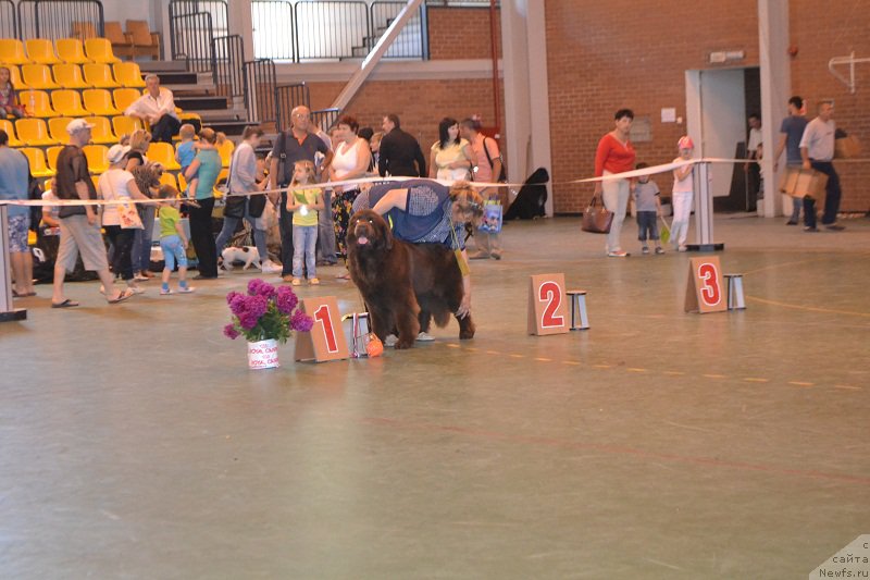 Фото: ньюфаундленд N'yufort YUnika (Ньюфорт Юника)